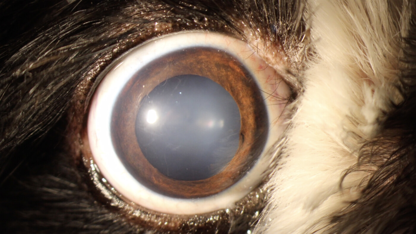 3 Jeamin Cha Ellie s Eye 2020 USA Korea image courtesy of the artist8