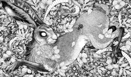Visual Graphic Hare