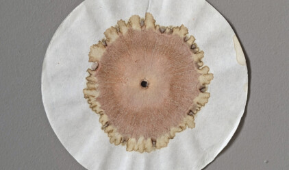 Soil Chromatography