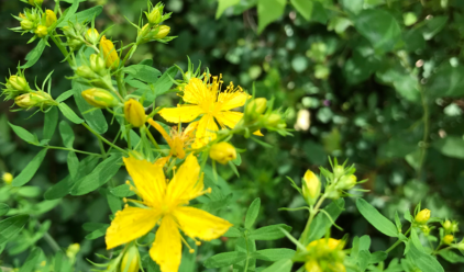 St Johns Wort