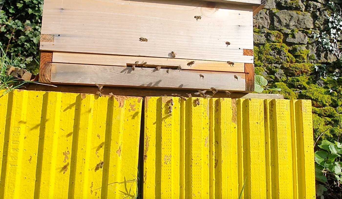 Bees