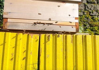 Bees