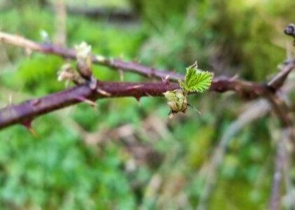 Blackberry leaf 620 400 90 s c1